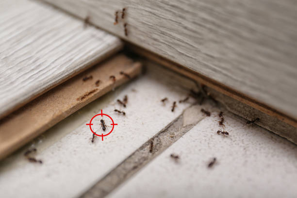 Best Best Pest Control Companies  in Danbury, TX