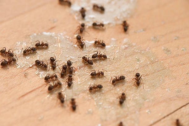 Best Affordable Pest Control Services  in Danbury, TX