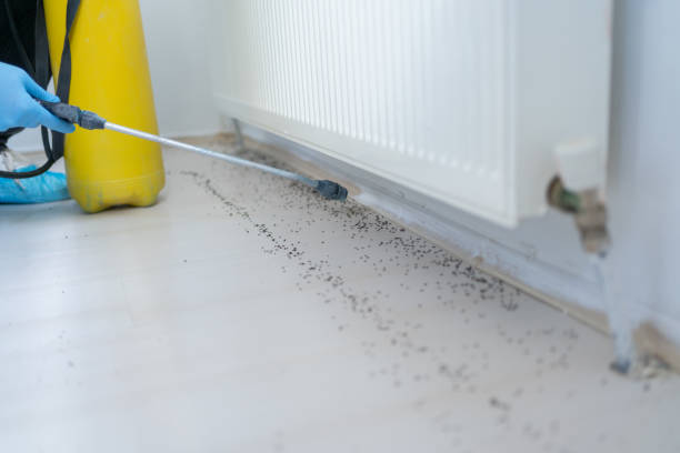 Best Termite Control Services  in Danbury, TX